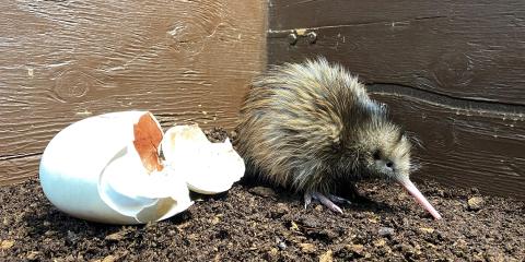 A newly hatched brown kiwi stands next to its egg. 
