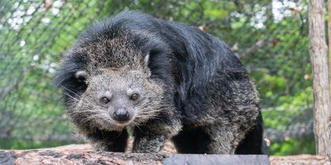 A binturong is perched atop a platform in its exhibit. 
