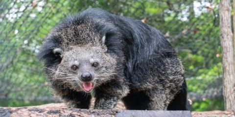 A binturong stands on a wooden elevated platform. There is mesh and leafy green trees in the background.