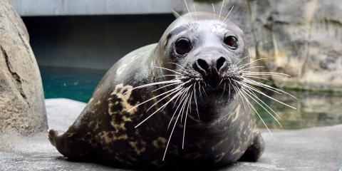 https://nationalzoo.si.edu/sites/default/files/styles/large/public/newsroom/20220518-ashleygraham-harbor-seal-rabbit-teaser.jpg?itok=BEGENVAW