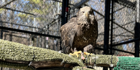 A 1-year-old female bald eagle perches on some branches in an outdoor enclosure. She is leaning forward, looking toward the camera.