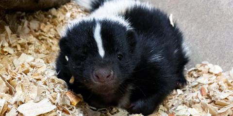 Striped skunk Sauerkraut