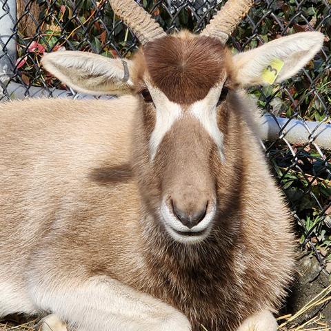 Addax Terri rests beside a fence at the Africa Trail exhibit. 