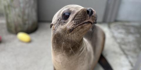 Sea lion Ronin behind the scenes at the American Trail exhibit