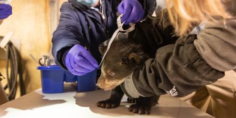 An Andean bear cub stands on a table, being supported up and held by a keeper wearing a beige sweater and black thick glove. A vet, wearing a navy blue jacket and blue latex gloves, measures the cub's face with a white measuring tape. They are indoors.