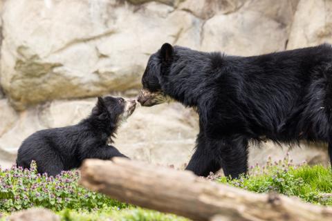 Andean bear mother Brienne and her 4-month-old cub explore their outdoor habitat on March 22, 2023.