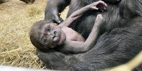 Western lowland gorilla infant Zahra at 14 days old. 