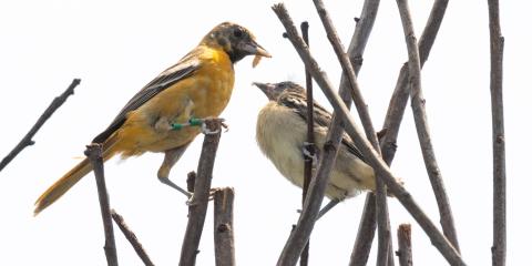 A Baltimore oriole parent feeds its chick in the Bird House's bird friendly coffee farm aviary on June 15, 2023.