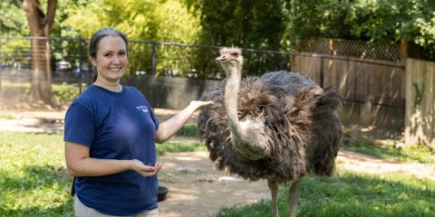 Keeper Tallie Wiles feeds grapes to ostrich Linda. 