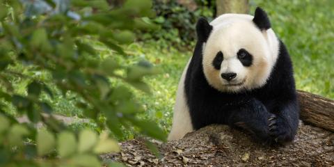 Celebrate National Giant Panda Day on March 16th, Nature and Wildlife