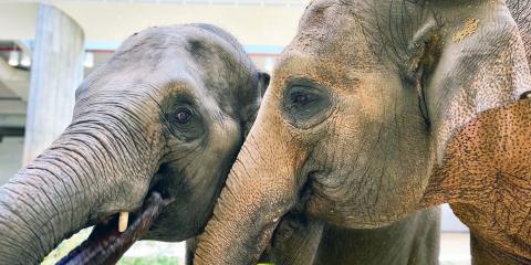 New White Elephant Looks Healthy And Happy With His Mother Mammal - Global  New Light Of Myanmar