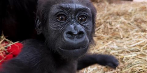 Baby gorilla Zahra looks into the camera.
