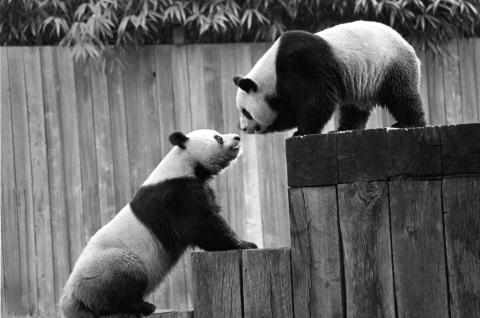 Giant pandas Ling-Ling and Hsing-Hsing touch noses. One of them is standing on a wooden platform and the other is climbing the steps of the platform