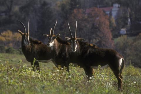 Three sable antelope standing in a field. 