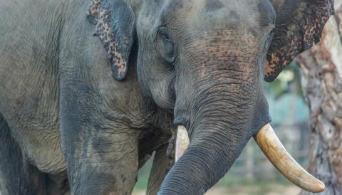 Male Asian elephant in Myanmar. 