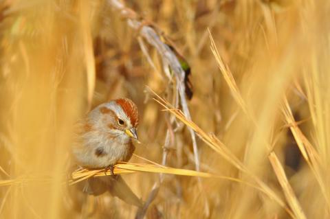 An American tree sparrow eating seeds from native, warm-season grasses in Virginia