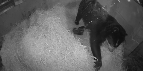 An infrared camera screen shot of a mother Andean bear with two small cubs laying in hay
