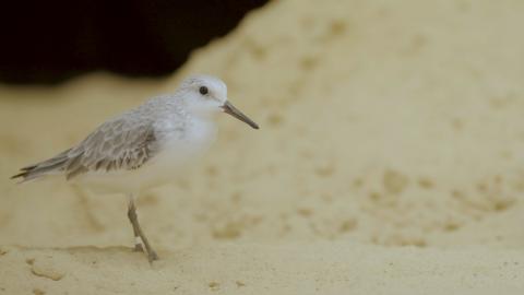 Sanderling Armstrong on the sand