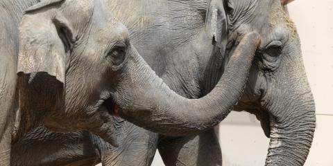 Asian elephants Bozie and Shanthi. Bozie, on the left, uses her trunk to touch Shanthi's face.