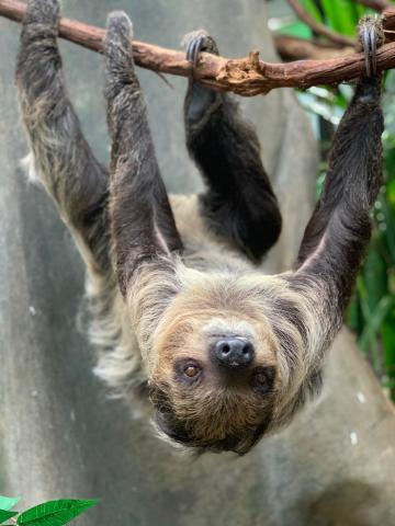 A southern two-toed sloth with coarse fur, long limbs and curved claws hangs upside-down from a tree branch.