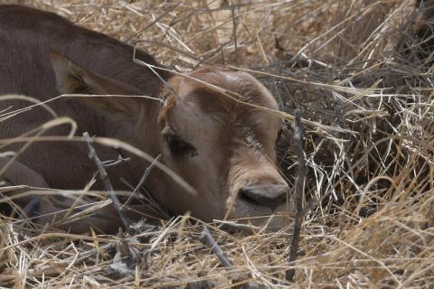 Scimitar-horned oryx calf in the wild in Chad, photo by John Newby