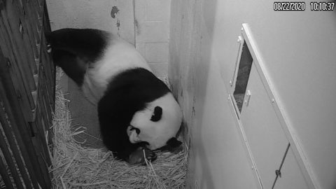 Giant panda Mei Xiang cradles her newborn cub Aug. 22, 2020. The cub was born Aug. 21, 2020, at 6:35 p.m.