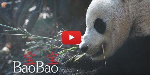 bao bao eating bamboo