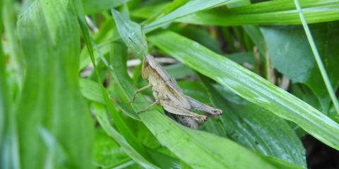 Grasshopper-Virginia Working Landscapes