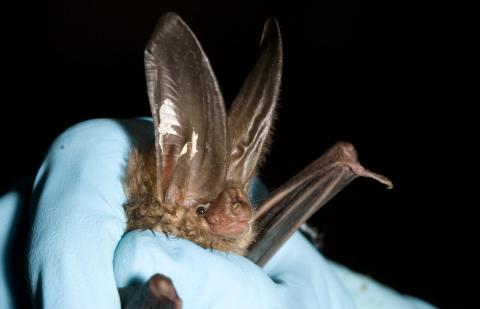 North American bat