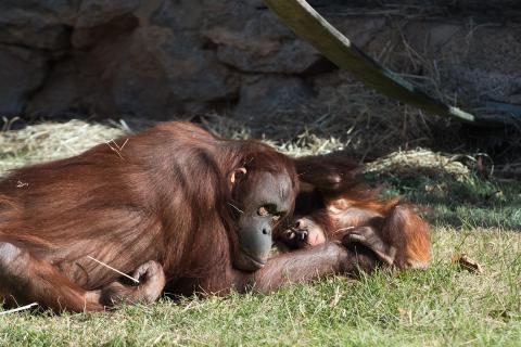 Adult female orangutan Batang and infant orangutan Redd lay together in the grass on a sunny day