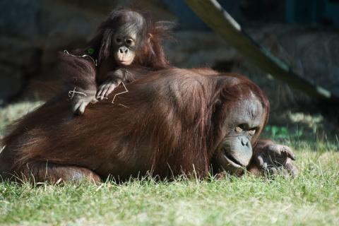 A young orangutan, named Redd, sits on the back of an adult female orangutan as she lays in the grass