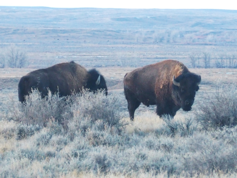 Two bison with thick fur, big shoulder humps, large heads and short, curved horns stand in grass and shrubs at American Prairie Reserve in Montana