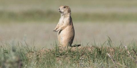 A black-tailed prairie dog stands on its hind legs in short grasses on the plains of Montana
