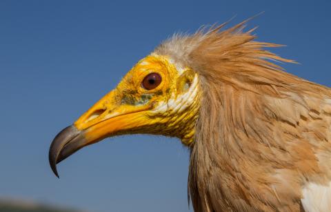 Adult Egyptian vulture with a yellow face and light brown plumage on its head and neck. 
