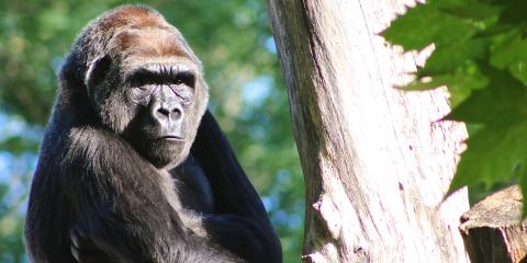 Western Lowland Gorilla Calaya