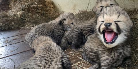 several cheetah cubs up close. one has its mouth open with a pink tongue