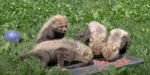 4 cheetah cubs eat ground meat off of a metal tray