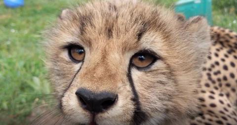 Cheetah cub at SCBI July 24, 2020