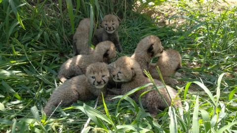 Cheetah cubs in their yard at the Smithsonian Conservation Biology Institute. 