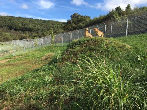 Two cheetahs at SCBI's cheetah ridge facility. 