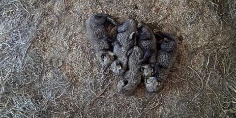 Five cheetah cubs sleep together on a bed of straw