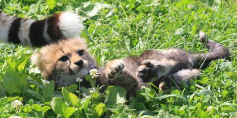 Cheetah cub laying in the grass. 