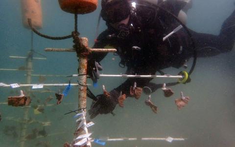 Suspended from a “tree” above the sea floor, these corals are teaching Smithsonian Conservation Biology Institute scientist Mike Henley whether corals grown in warmer waters fare better than their cold-water counterparts. 