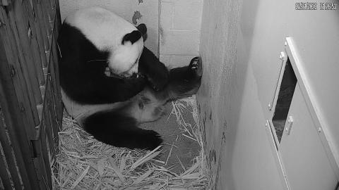 Giant Panda Mei Xiang rests with her tiny, newborn cub in her den at the Smithsonian's National Zoo's Giant Panda House