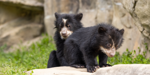 Andean bear cubs Ian and Sean explore a rock in their outdoor yard.