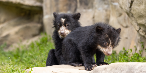 The Science Behind Giant Panda Veterinary Care