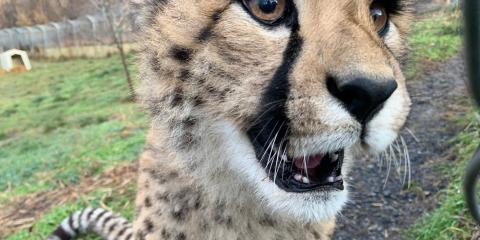 One of cheetah Echo's cubs shows its developing teeth to its keeper.