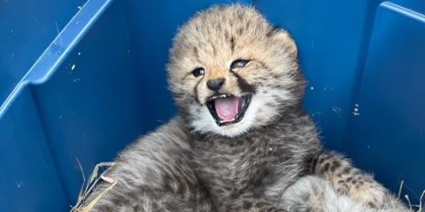 The darker-furred cheetah cub (1 month old) lays in a plastic blue bin. He is looking up with his mouth open, showing a few small teeth coming in.