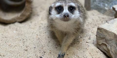 Meerkat Dogo rests in the sand in his habitat at the Small Mammal House. 