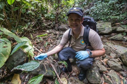 Scientist Brian Gratwicke helps release limosa harlequin frogs into a Panama forest